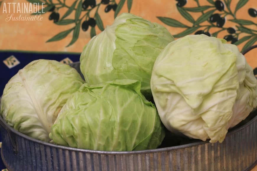 heads of green cabbage in a galvanized tray on a yellow background