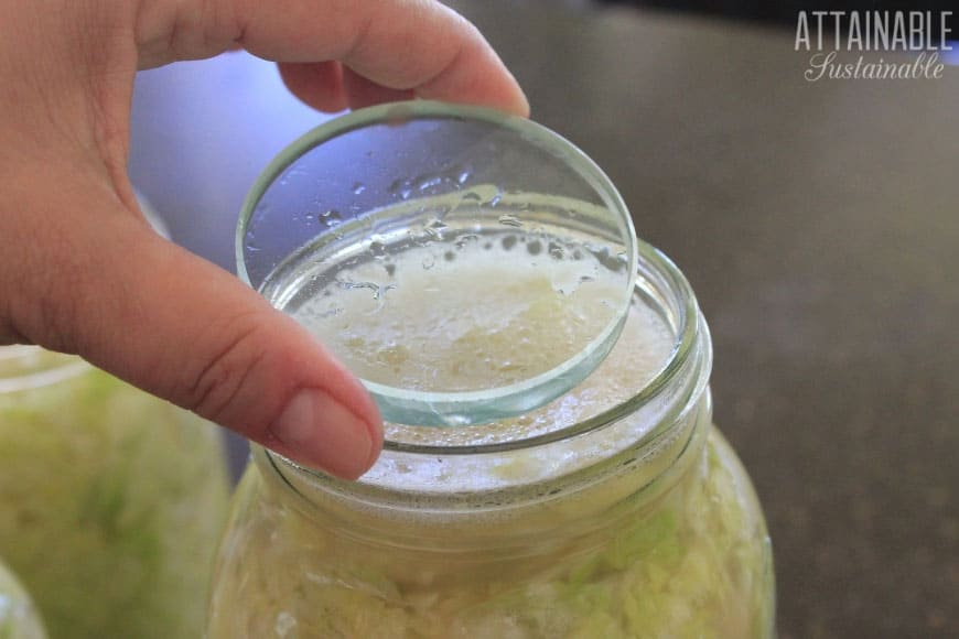hand holding a glass weight as it's set onto a jar of quick sauerkraut