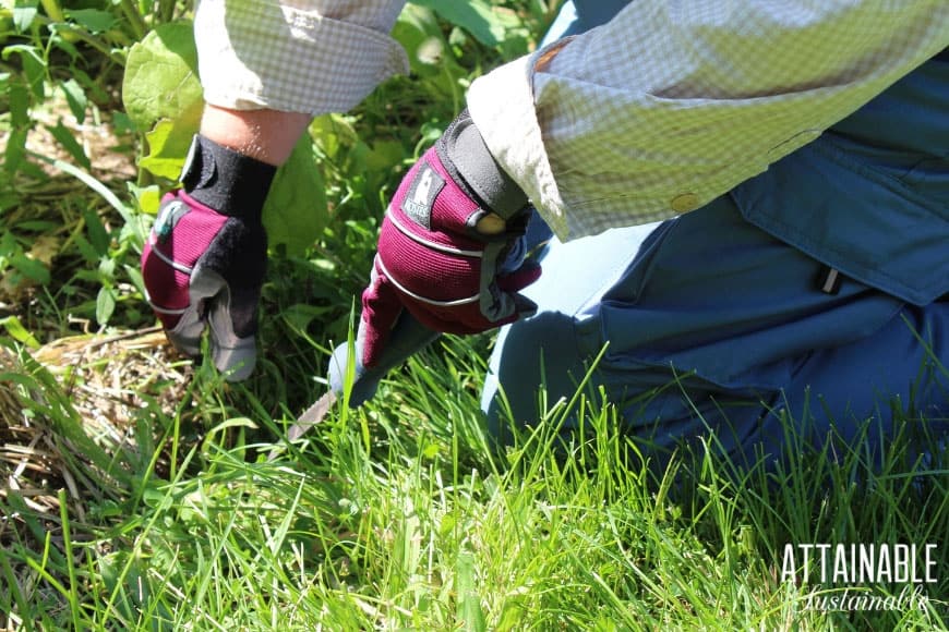 weeding with pink gloves