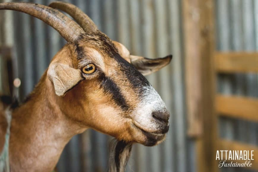 brown goat face up close