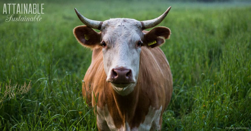 brown cow with horns on green grass