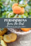 persimmons on a tree, near a basket