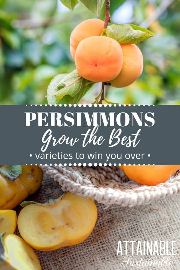 persimmons hanging from a branch, plus some cut in a basket