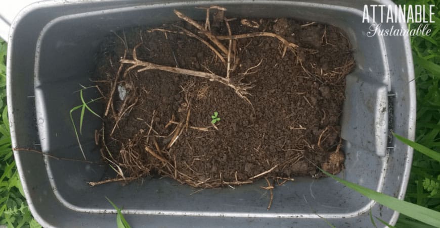 compost in rectangular tub