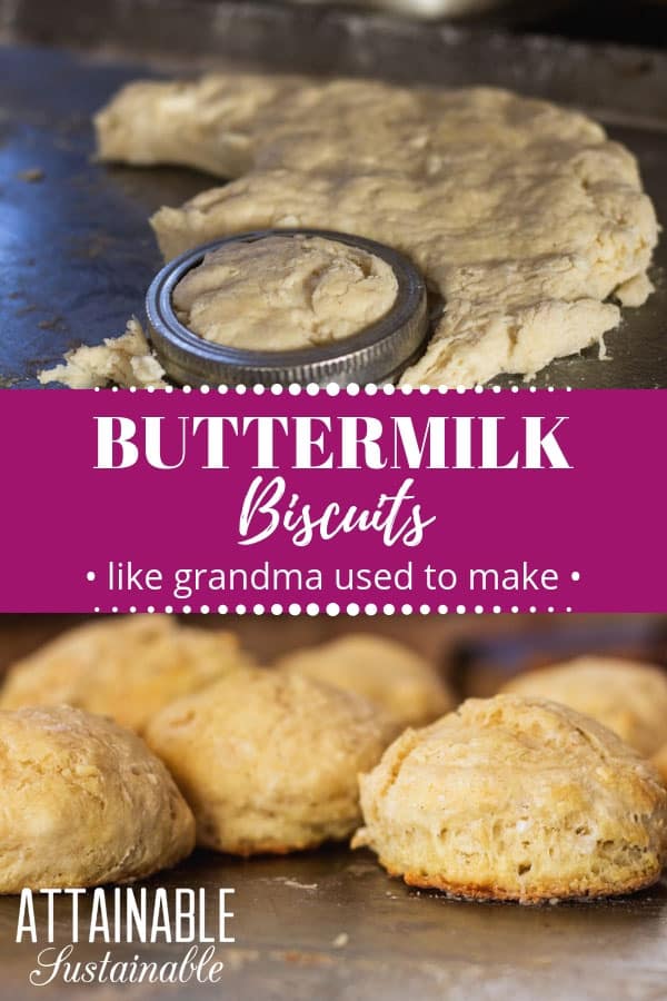 These old-fashioned buttermilk biscuits from scratch are the perfect last-minute accompaniment to a meal. They're great for breakfast, too! Homemade buttermilk biscuits are a quick bread and don't require any rise time. This means you can whip up a batch and in short order your kitchen will smell of freshly baked bread. #baking #bread #homestead