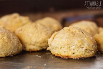 homemade buttermilk biscuits on a baking tray.