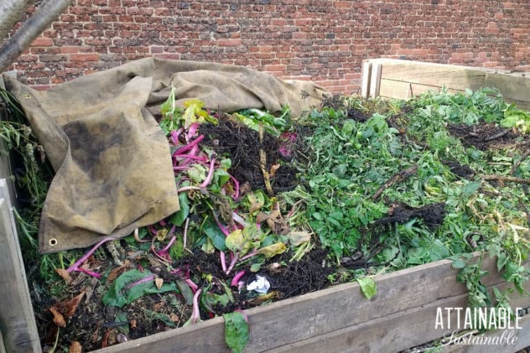 How to Get Rid of Fruit Flies in Compost Piles - Attainable Sustainable® How To Keep Flies Away From Compost