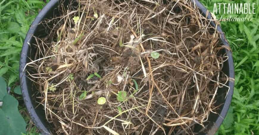 weeds in a trash can