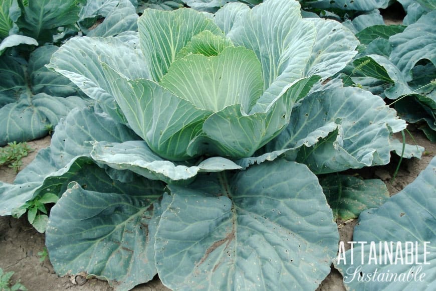 cabbage growing in a garden