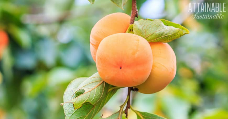 group of three persimmons hanging on a branch