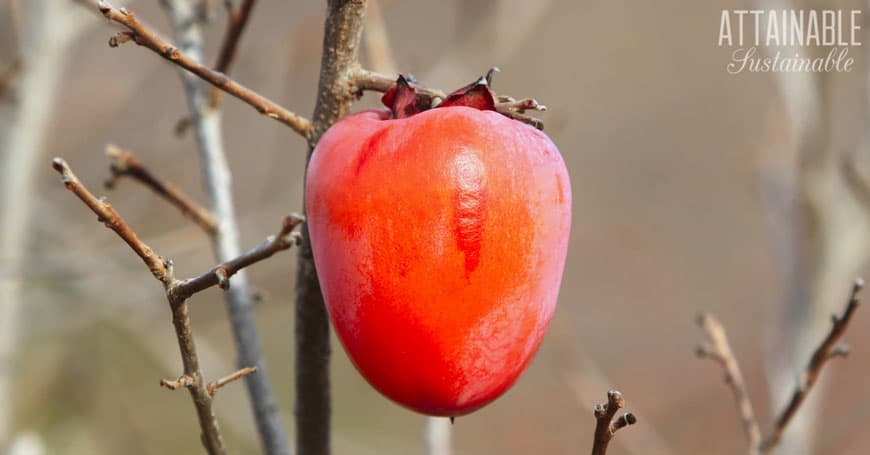 orange-red persimmon on tree