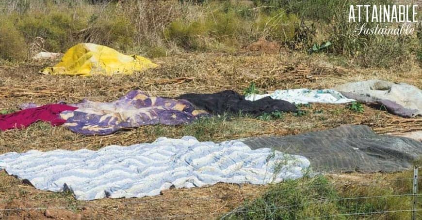 blankets and sheets on brown grass, extending the growing season for fall vegetables