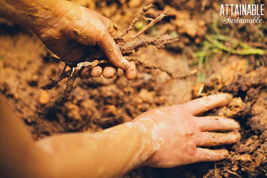 hands digging in the garden soil