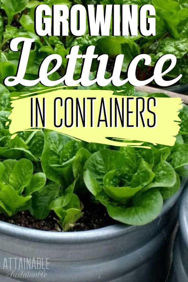 lettuce in galvanized container