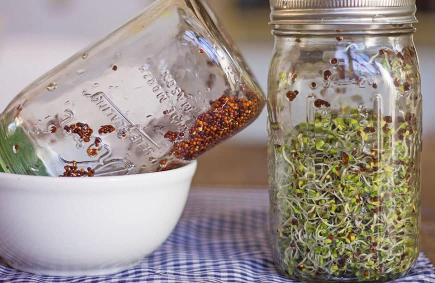 seeds and sprouted seeds in two glass jars