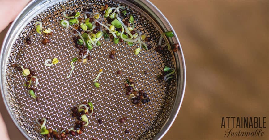 how to grow broccoli sprouts: sprouts on a metal sprouting lid