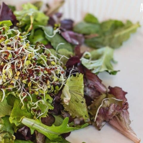 broccoli sprouts on a fresh salad