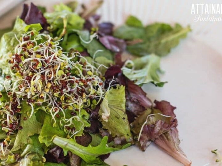 Broccoli Sprouts How To Grow Them For Fresh Greens Year Round