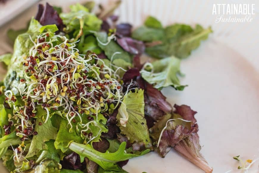 broccoli sprouts on a fresh salad