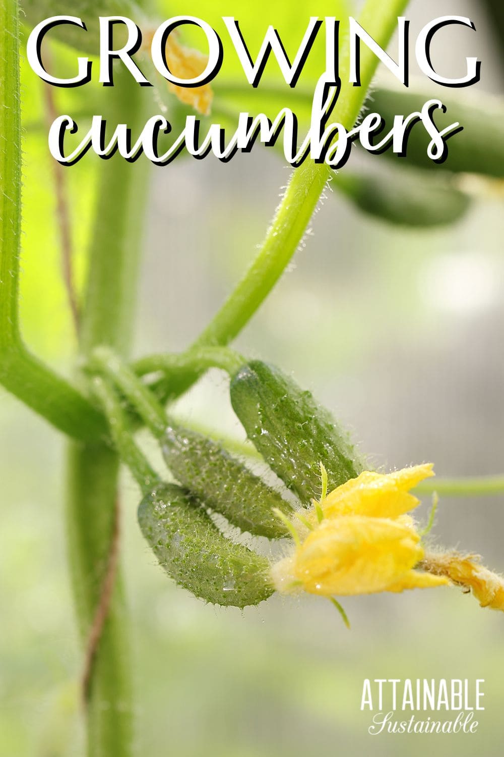 3 young cucumbers on a plant, some still with yellow flower attached.