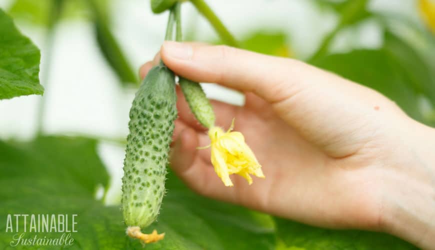 cucumber on a vine, held by a hand