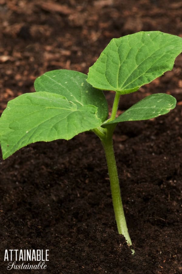 cucumber seedling in soil