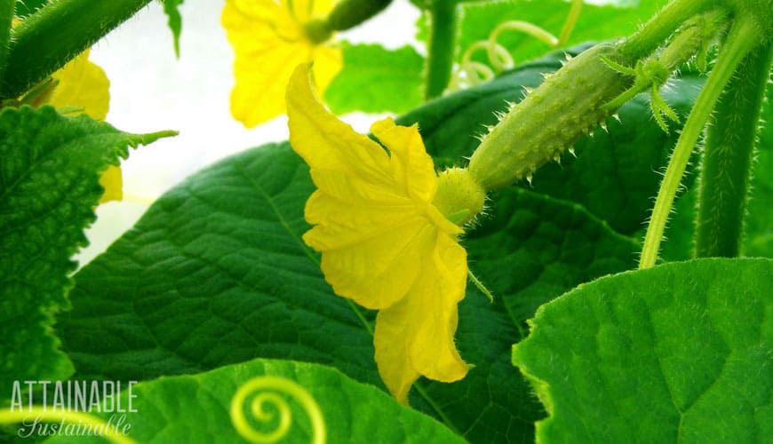 pepino minúsculo com flor amarela anexada
