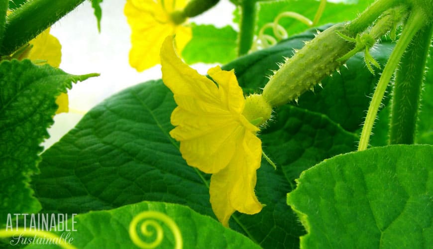 tiny cucumber with yellow blossom attached