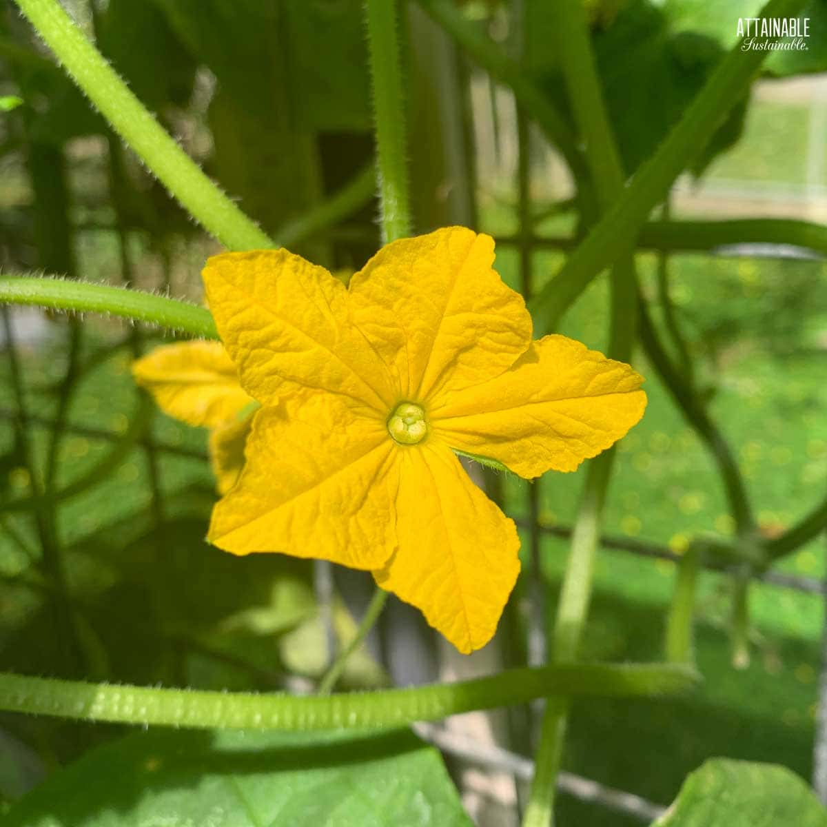 yellow 5-lobed cucumber blossom.