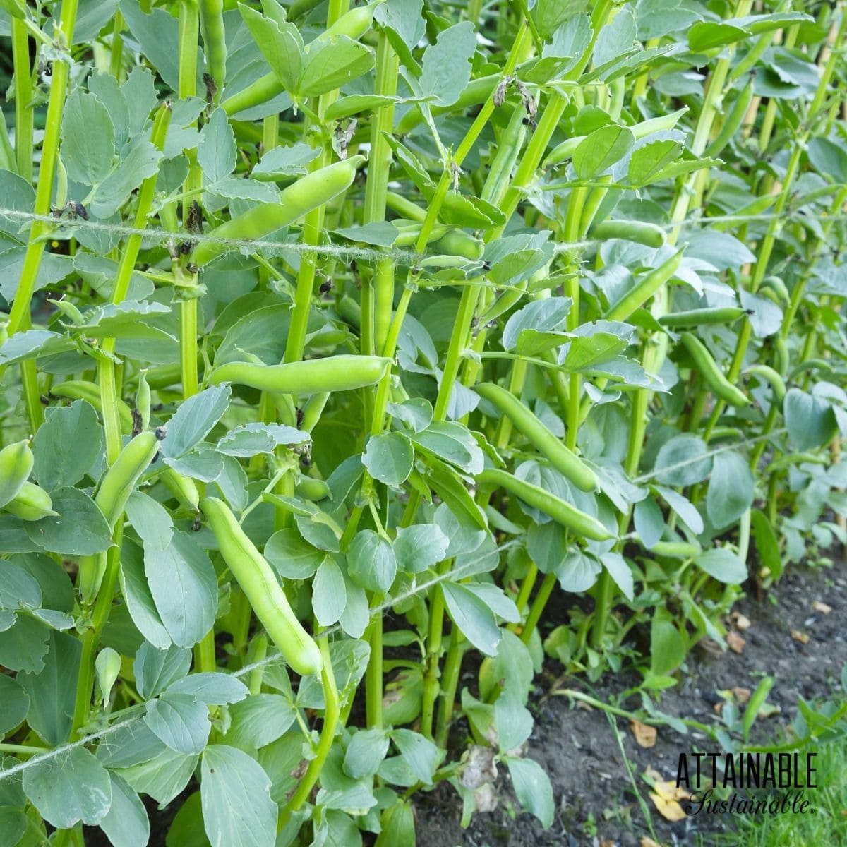 fava beans growing in a garden