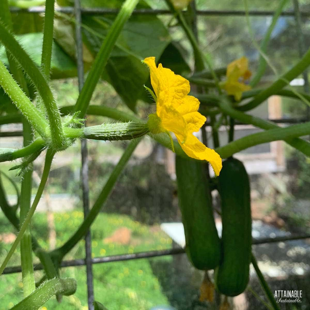 tiny cucumber fruit with flower attached.