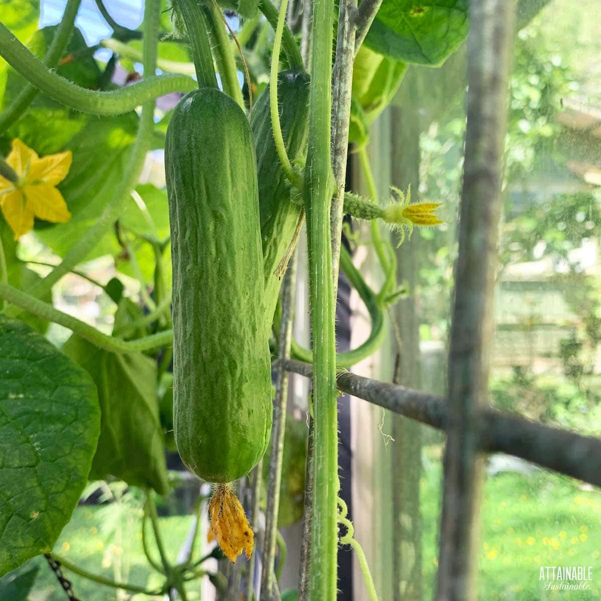 cucumber on a plant, hanging vertically.