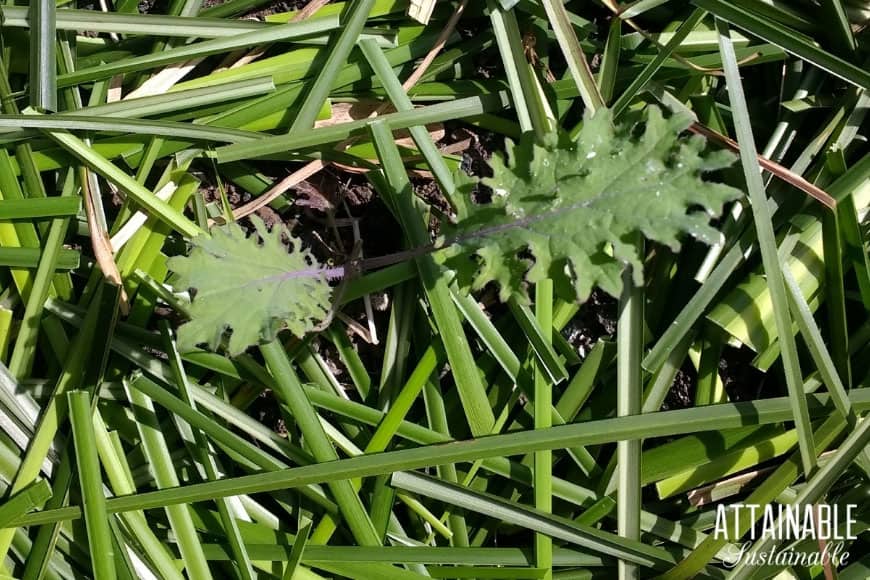 kale seedling with vetiver as chop and drop mulch