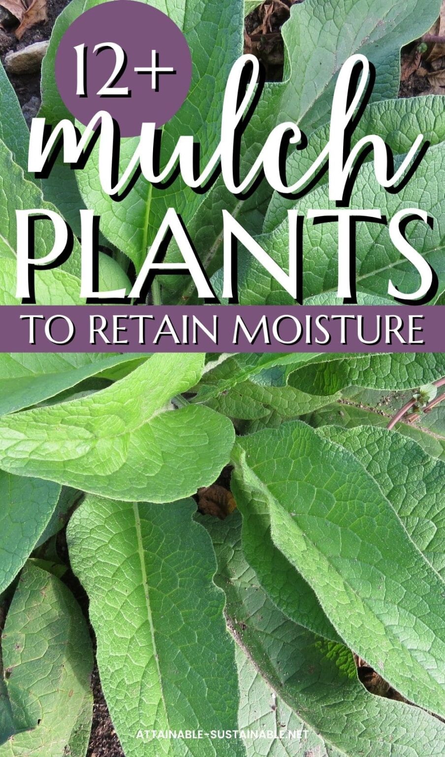 Chop and Drop Mulch 12 Plants to Grow for Green Mulch