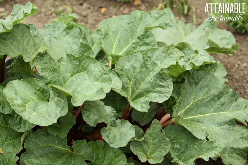 rhubarb plant - the tropical leaves are great for edible front yard landscaping