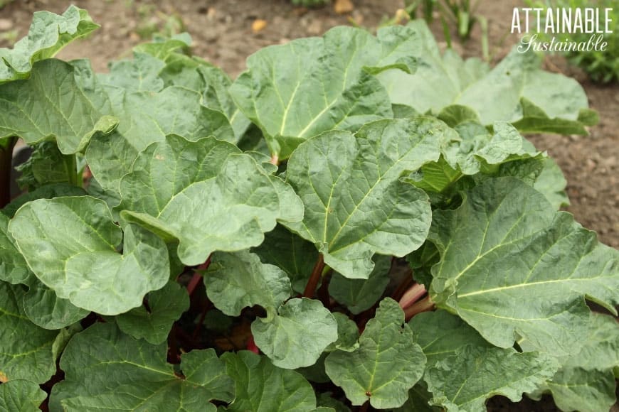 rhubarb plant