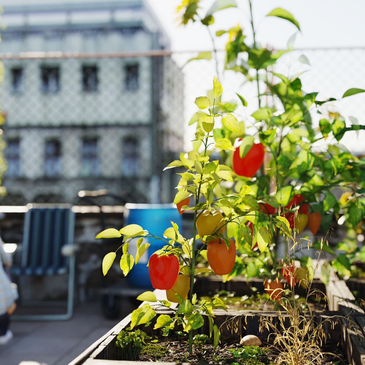 pepper plant in foreground, with apartment building in the background.