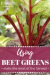 beet greens in a garden