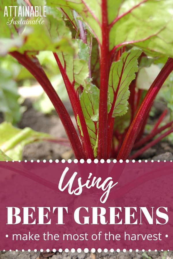 close up of red beet stems in a garden