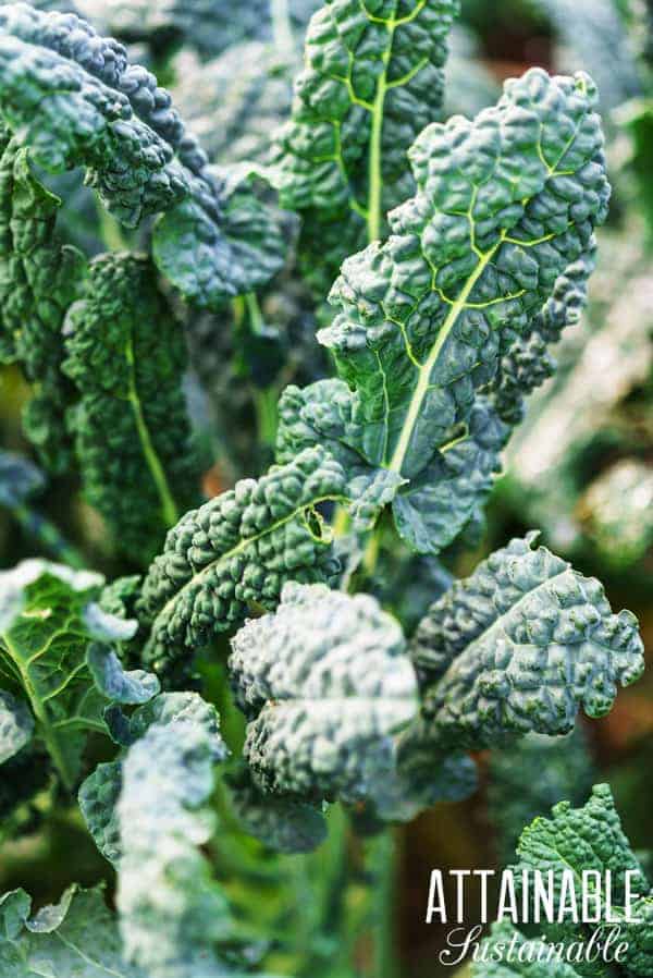 dinosaur kale growing in a garden