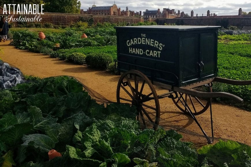 vintage black gardeners hand cart in a vegetable and herb garden 