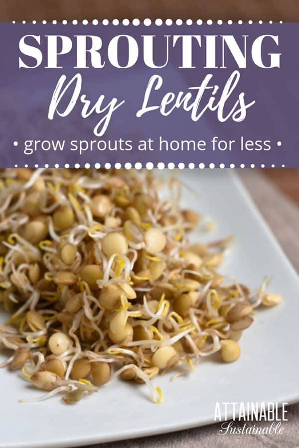 sprouted lentils on a square white plate