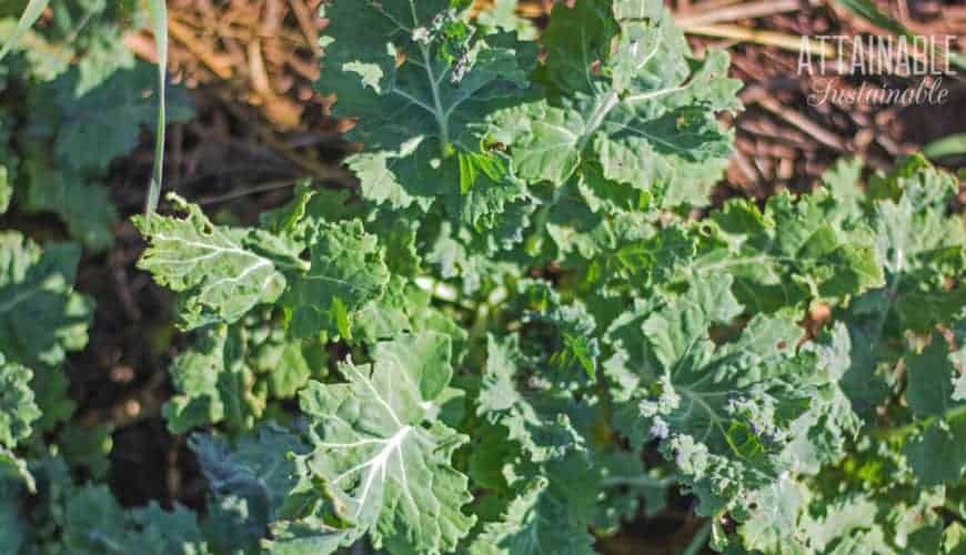 kale growing in a garden