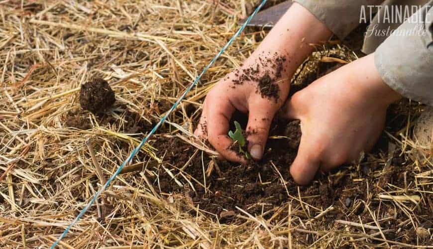 Two young hands planting a kale seedling