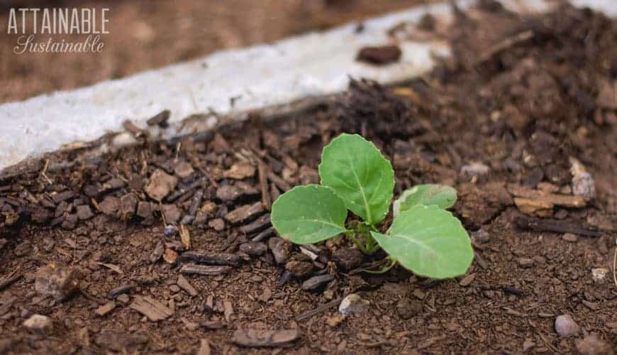 tiny, growing kale seedling in rich dark soil