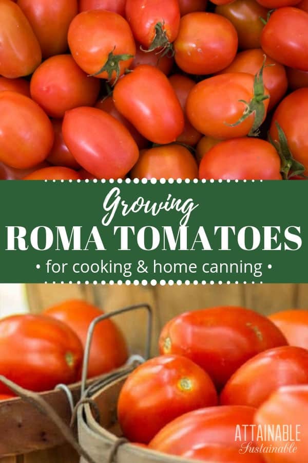 tomatoes from above, and in wooden baskets