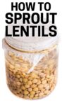 jar of lentils in water with cheesecloth over the top on a white background.