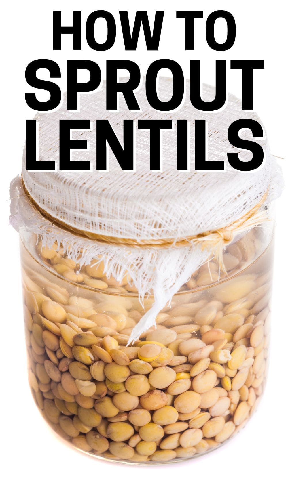 Sprouting Lentils: Not Just for Hippies Anymore - Attainable Sustainable