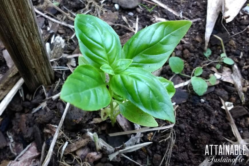 young basil plant from above