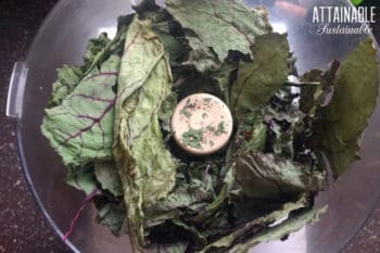 dried beet greens in a food processor bowl